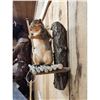 Image 4 : Bow Hunting Squirrel Taxidermy Mount