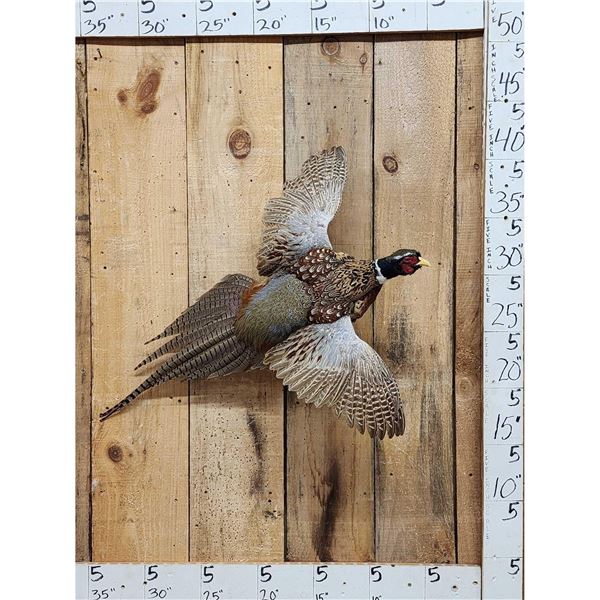 Ringneck Pheasant In Flight Bird Taxidermy