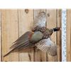 Image 2 : Ringneck Pheasant In Flight Bird Taxidermy