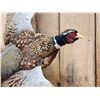 Image 3 : Ringneck Pheasant In Flight Bird Taxidermy