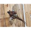 Image 2 : Ringneck Pheasant In Flight Bird Taxidermy