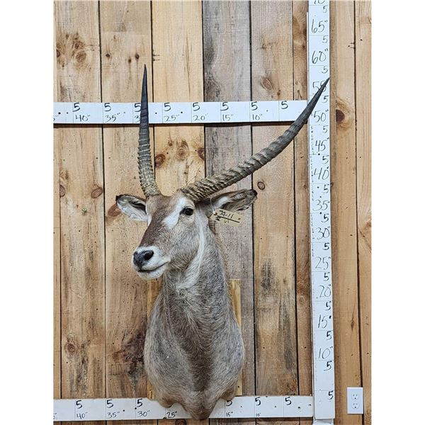 African Waterbuck Shoulder Mount Taxidermy