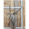 Image 1 : African Waterbuck Shoulder Mount Taxidermy