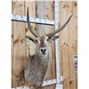 Image 2 : African Waterbuck Shoulder Mount Taxidermy