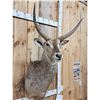 Image 3 : African Waterbuck Shoulder Mount Taxidermy
