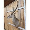 Image 4 : African Waterbuck Shoulder Mount Taxidermy