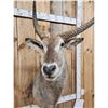 Image 5 : African Waterbuck Shoulder Mount Taxidermy