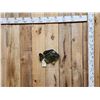 Image 1 : 14" Bluegill Reproduction Fish Taxidermy