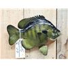 Image 2 : 14" Bluegill Reproduction Fish Taxidermy