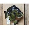 Image 3 : 14" Bluegill Reproduction Fish Taxidermy