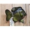 Image 4 : 14" Bluegill Reproduction Fish Taxidermy