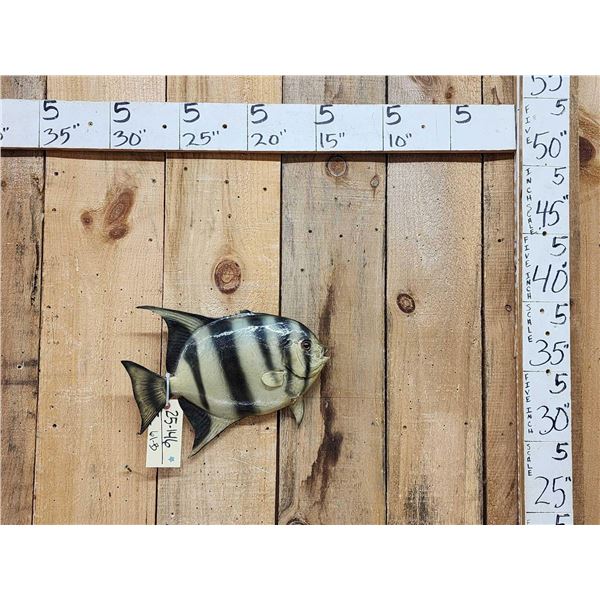 Vintage 14" Spadefish Real Skin Fish Taxidermy