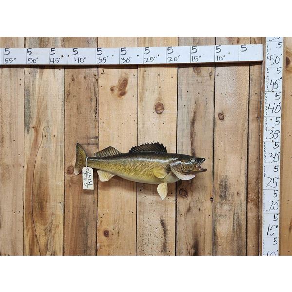 31" Walleye Real Skin Fish Taxidermy