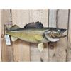 Image 2 : 31" Walleye Real Skin Fish Taxidermy