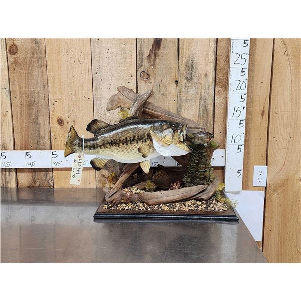 21" Largemouth Bass Real Skin Fish Taxidermy