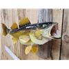 Image 3 : 26" Walleye Real Skin Fish Taxidermy