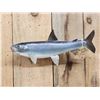 Image 2 : 17" Whitefish Real Skin Fish Taxidermy