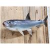 Image 3 : 17" Whitefish Real Skin Fish Taxidermy