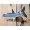 Image 4 : 17" Whitefish Real Skin Fish Taxidermy