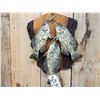 Image 2 : 3 Crappie Real Skin Fish Taxidermy