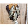 Image 3 : 3 Crappie Real Skin Fish Taxidermy