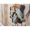 Image 4 : 3 Crappie Real Skin Fish Taxidermy