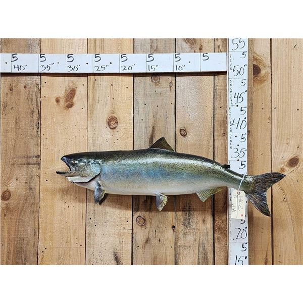 39" King Salmon Real Skin Fish Taxidermy