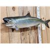 Image 2 : 39" King Salmon Real Skin Fish Taxidermy