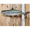 Image 4 : 39" King Salmon Real Skin Fish Taxidermy