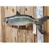 Image 5 : 39" King Salmon Real Skin Fish Taxidermy