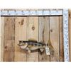 Image 1 : 25" Walleye Real Skin Fish Taxidermy