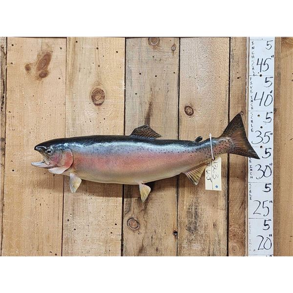 30" Rainbow Trout Real Skin Fish Taxidermy