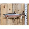 Image 1 : 30" Rainbow Trout Real Skin Fish Taxidermy