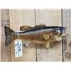 Image 2 : 20" Smallmouth Bass Real Skin Fish Taxidermy