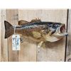 Image 3 : 20" Smallmouth Bass Real Skin Fish Taxidermy