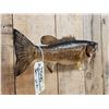 Image 4 : 20" Smallmouth Bass Real Skin Fish Taxidermy