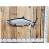 Image 1 : 29" King Salmon Reproduction Fish Taxidermy