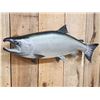 Image 2 : 29" King Salmon Reproduction Fish Taxidermy