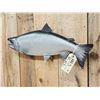 Image 3 : 29" King Salmon Reproduction Fish Taxidermy
