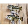 Image 2 : 18" & 15" Largemouth Bass Real Skin Fish Taxidermy