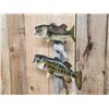 Image 3 : 18" & 15" Largemouth Bass Real Skin Fish Taxidermy