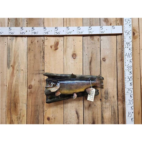 23" Brown Stream Trout Real Skin Fish Taxidermy