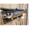 Image 3 : 23" Brown Stream Trout Real Skin Fish Taxidermy