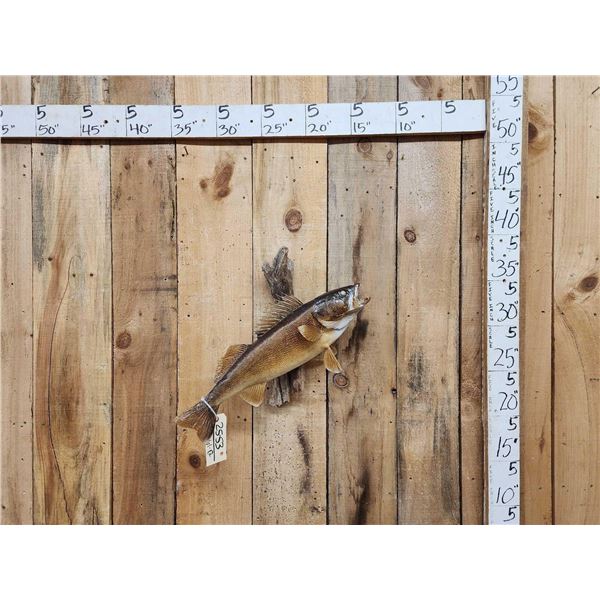 24" Walleye Real Skin Fish Taxidermy