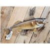 Image 2 : 24" Walleye Real Skin Fish Taxidermy
