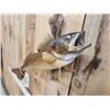 Image 3 : 24" Walleye Real Skin Fish Taxidermy