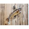 Image 4 : 24" Walleye Real Skin Fish Taxidermy