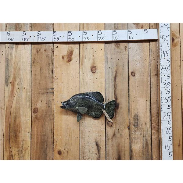 Larger Than Life 19" Crappie Reproduction Fish Taxidermy