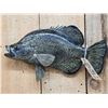Image 2 : Larger Than Life 19" Crappie Reproduction Fish Taxidermy