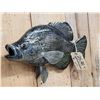 Image 3 : Larger Than Life 19" Crappie Reproduction Fish Taxidermy